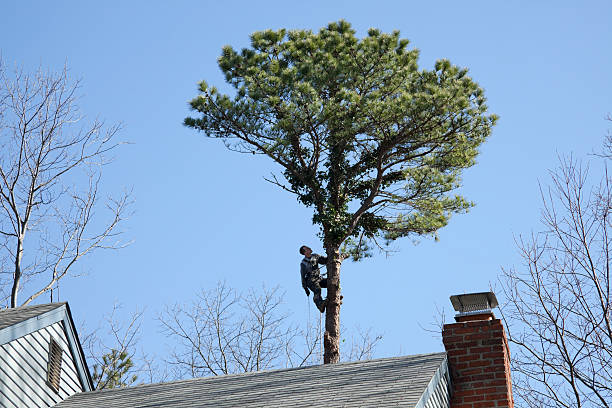 How Our Tree Care Process Works  in  Seaford, DE